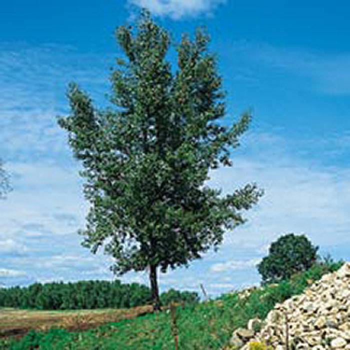 Cottonless Cottonwood Tree (2 To 4 Foot)