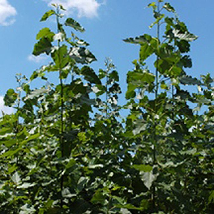  Hybrid Poplar Medium(3 To 5 Foot)