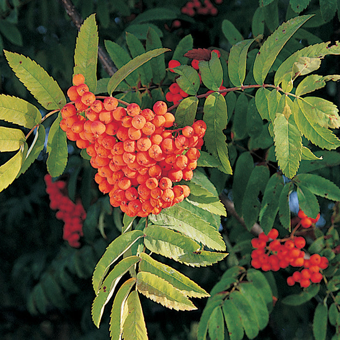  Rabina Mountain Ash