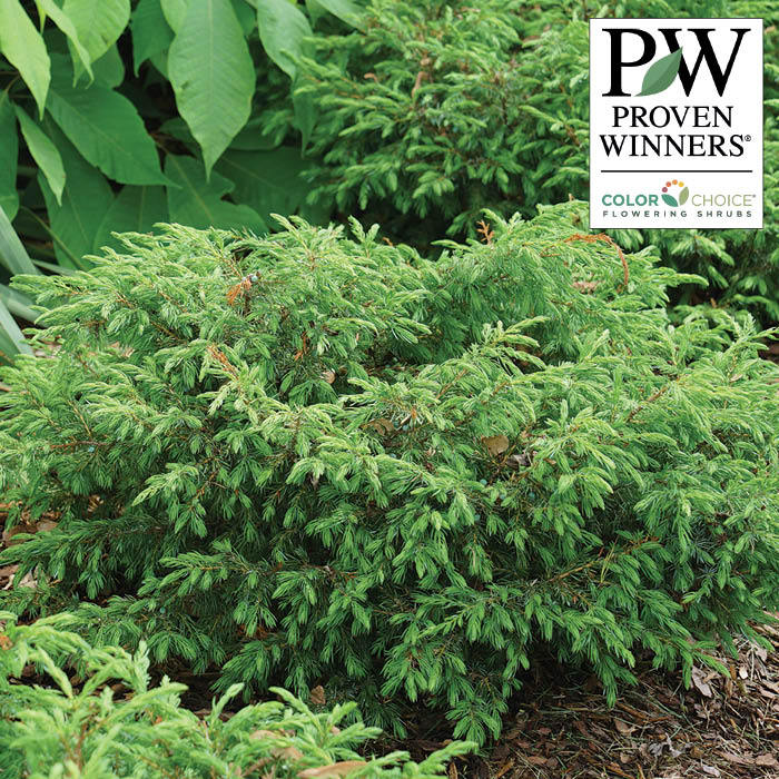  Tortuga&reg; Juniper