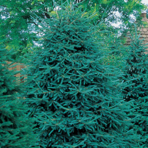  Black Hills Spruce Evergreen Seedlings