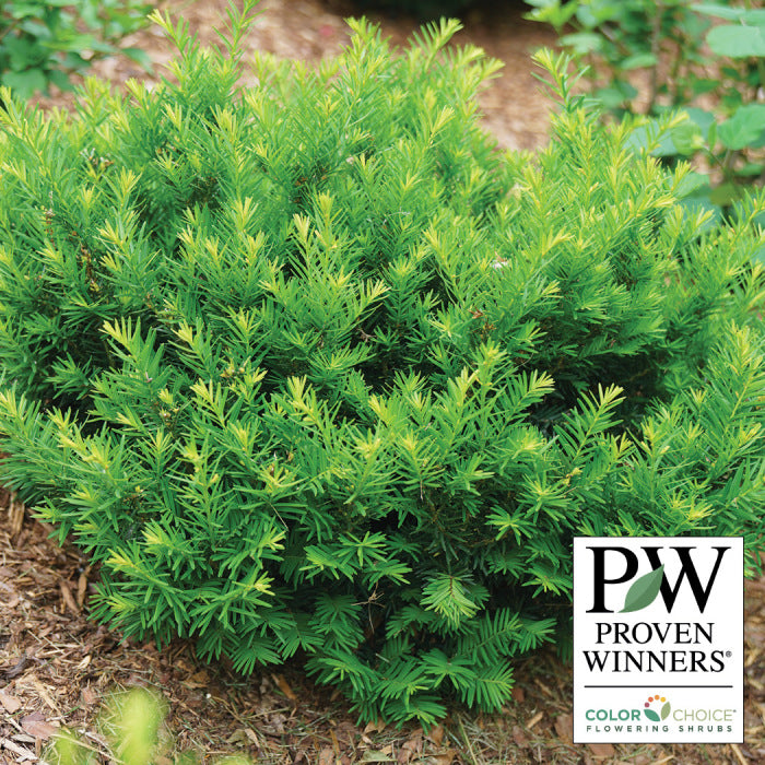  Stonehenge Dark Druid&reg; Yew