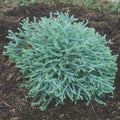  Pancake&trade; Arborvitae Evergreen
