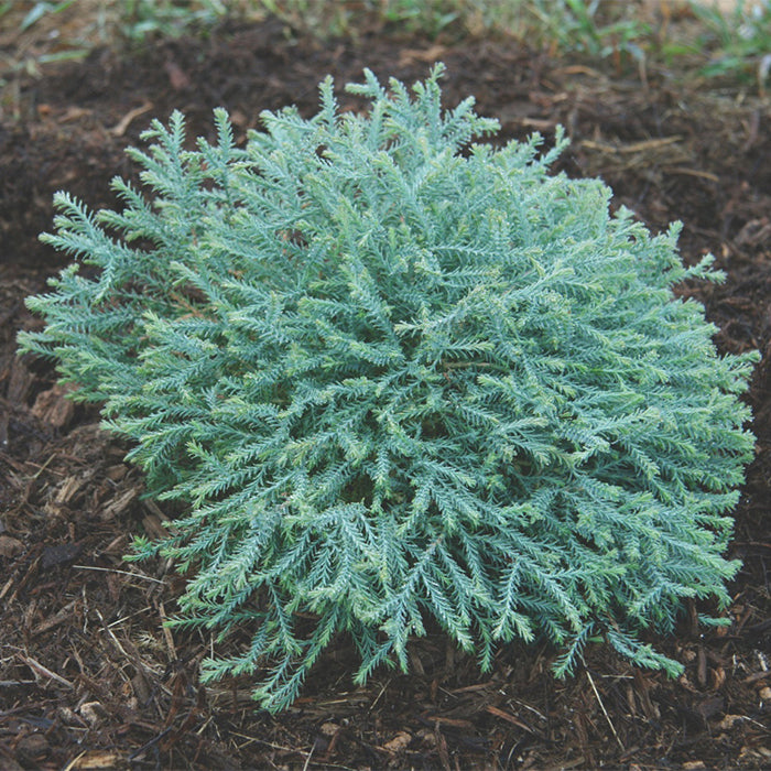  Pancake&trade; Arborvitae Evergreen
