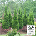  North Pole&reg; Arborvitae Evergreen