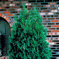  Pyramidal Arborvitae Evergreen
