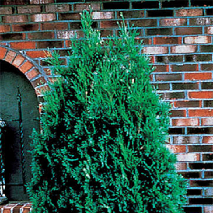 Pyramidal Arborvitae Evergreen