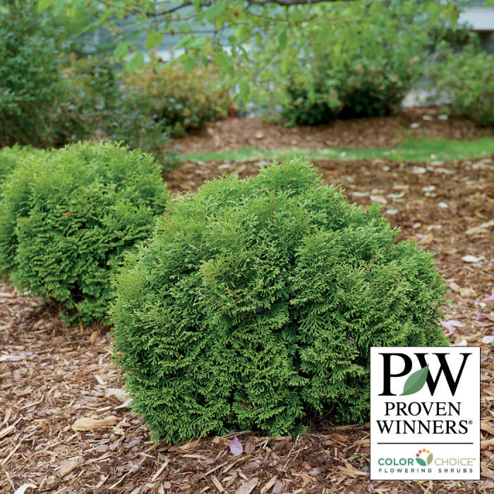  Tater Tot Arborvitae