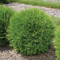  Planet Earth&reg; Arborvitae