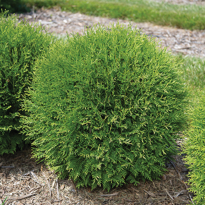  Planet Earth&reg; Arborvitae