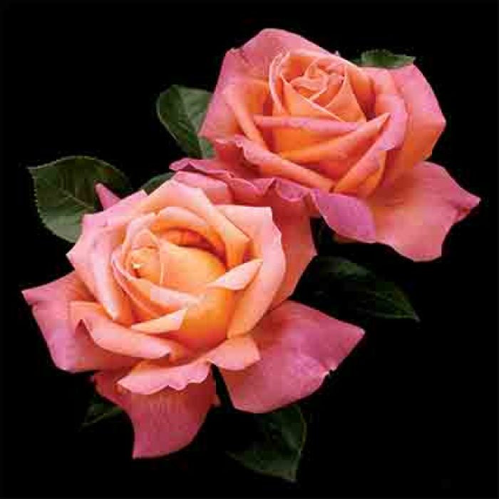  Chicago Peace Hybrid Tea Rose