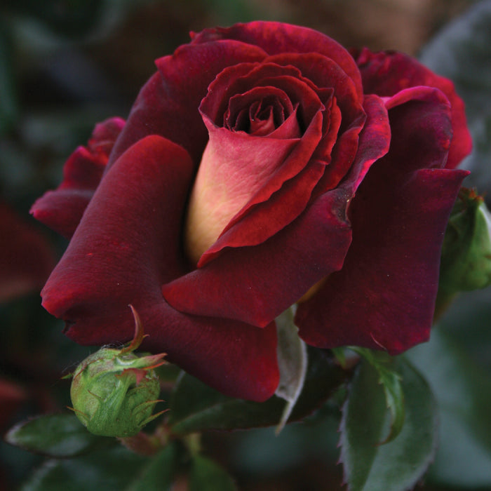 Dark Night&trade; Hybrid Tea Rose