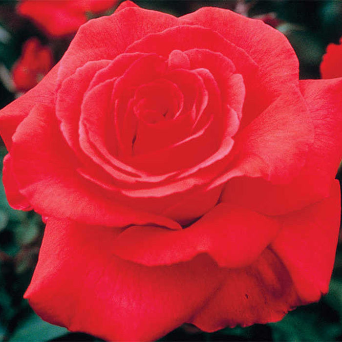  Fragrant Cloud Hybrid Tea Rose
