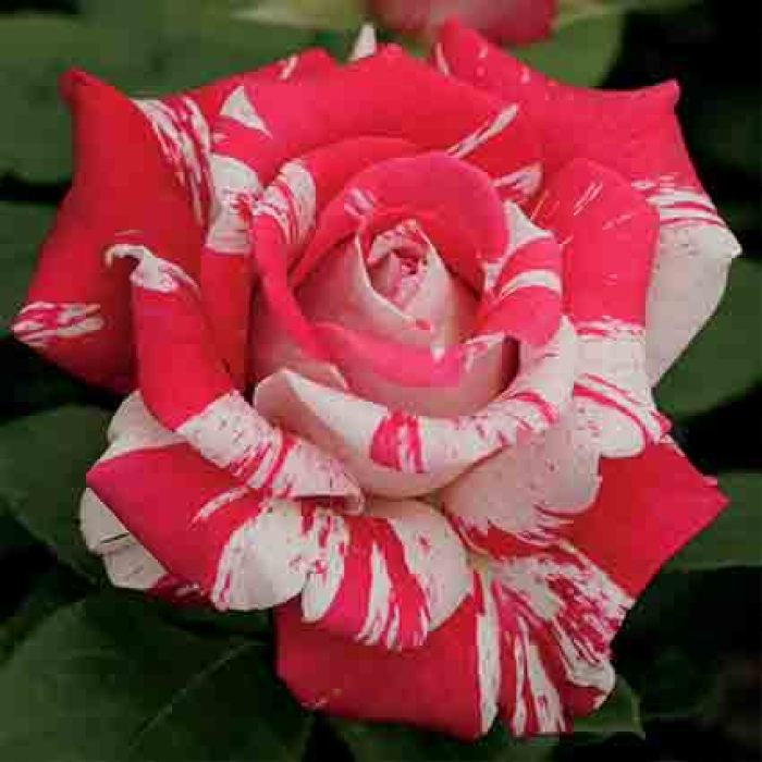  Neil Diamond Hybrid Tea Rose