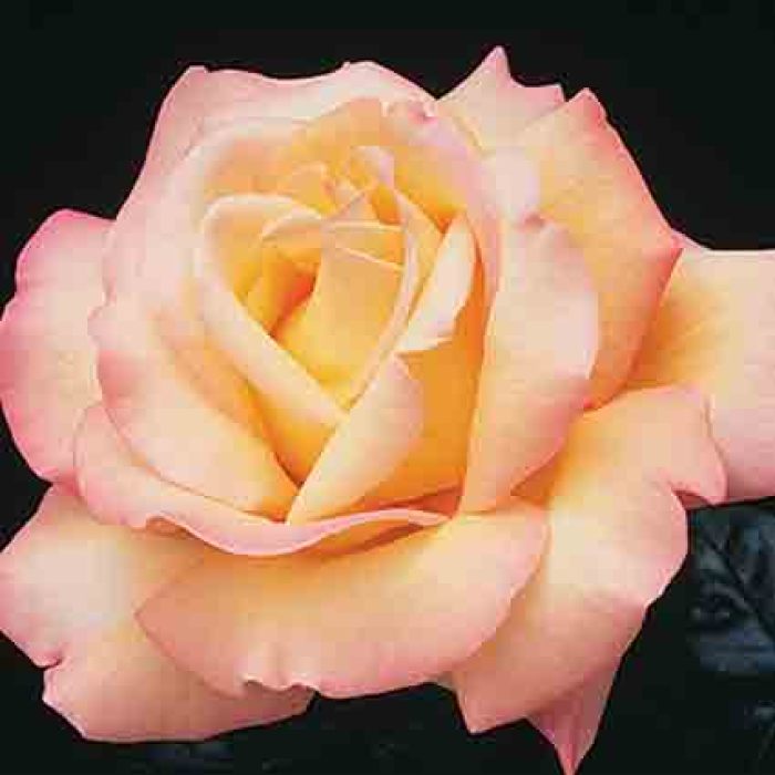 Peace Hybrid Tea Rose