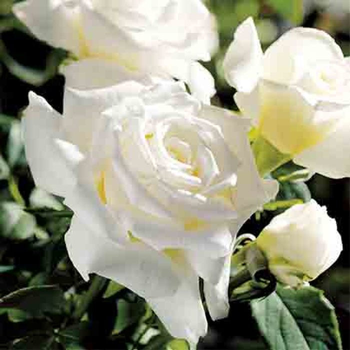  Pope John Paul II Hybrid Tea Rose