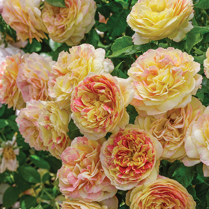  Pop Art&trade; Grandiflora Rose