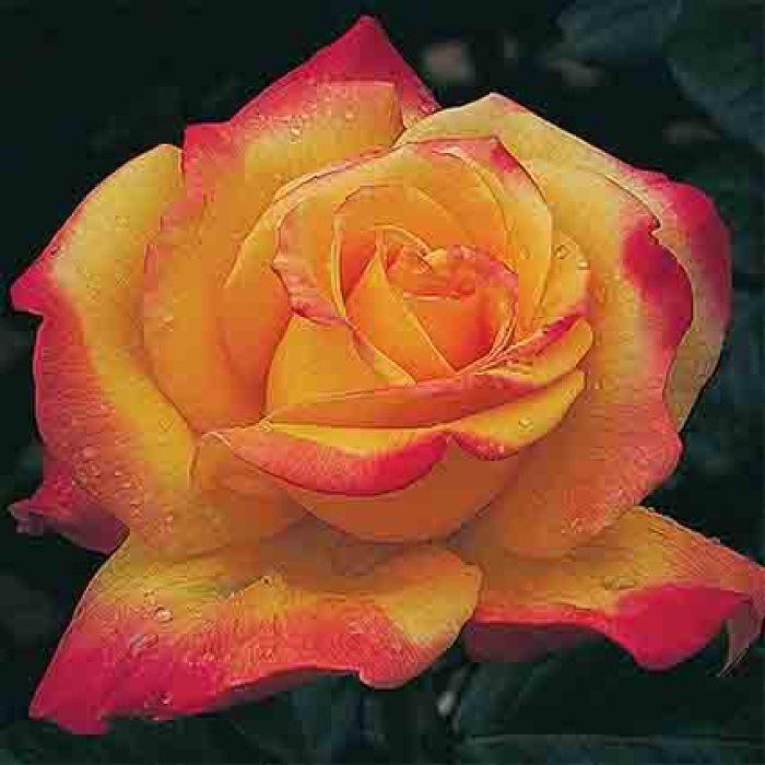  Rio Samba&trade; Hybrid Tea Rose