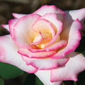  Secret&trade; Hybrid Tea Rose