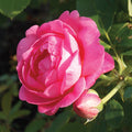  Sitting Pretty&trade; Grandiflora Rose