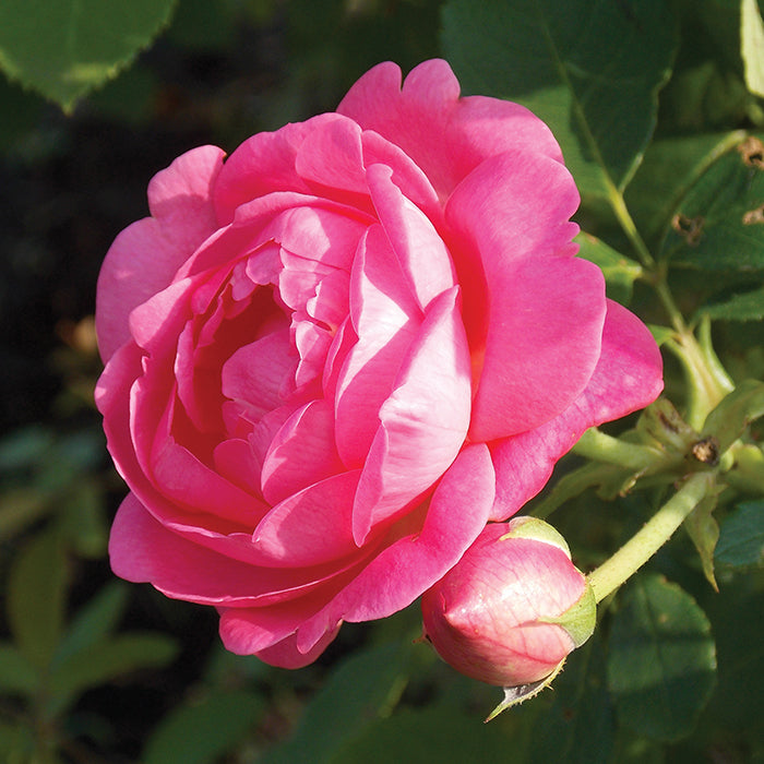  Sitting Pretty&trade; Grandiflora Rose