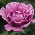  Angel Face&trade; Floribunda Rose