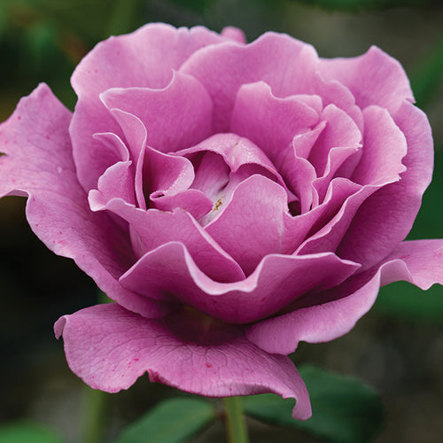  Angel Face&trade; Floribunda Rose
