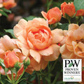  At Last&reg; Floribunda Rose