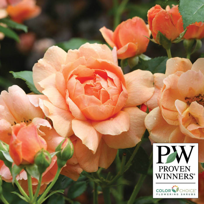  At Last&reg; Floribunda Rose