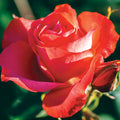  Marmalade Skies&trade; Floribunda Rose