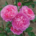  Orchid Romance&trade; Floribunda Rose