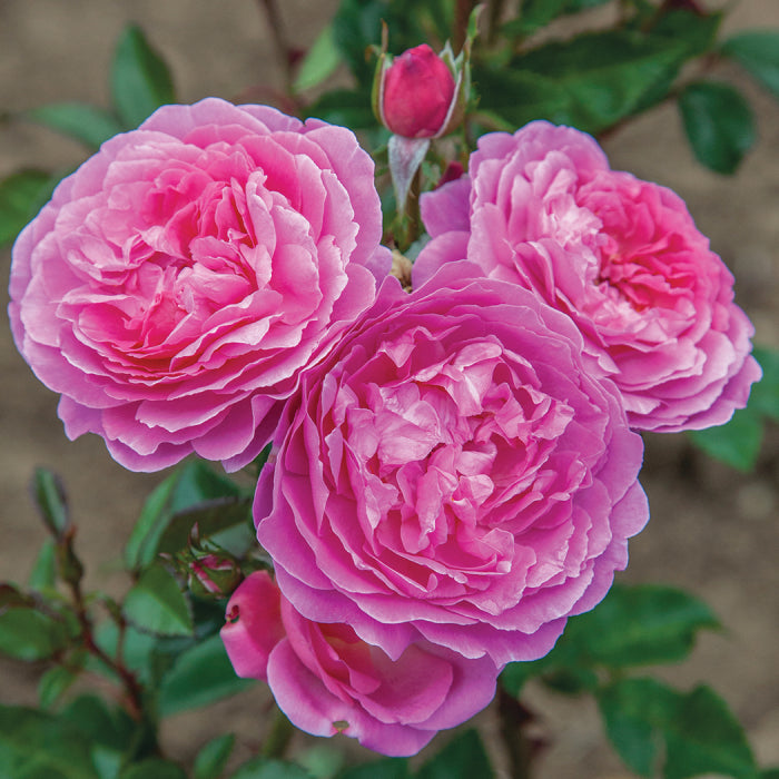 Orchid Romance&trade; Floribunda Rose