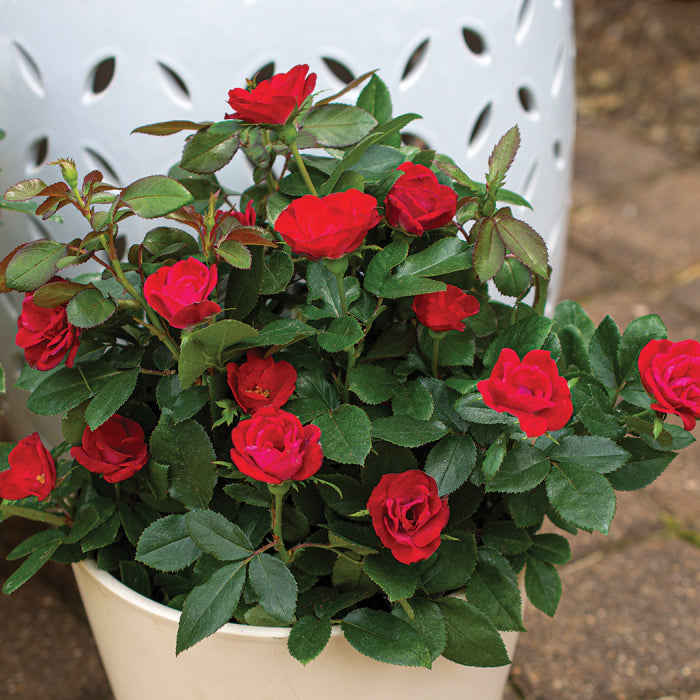  Petite Knock Out&reg; Rose