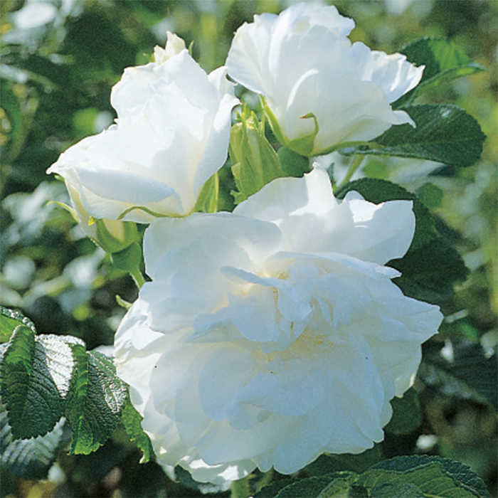  Blanc Double De Coubert Hybrid Tea Rose