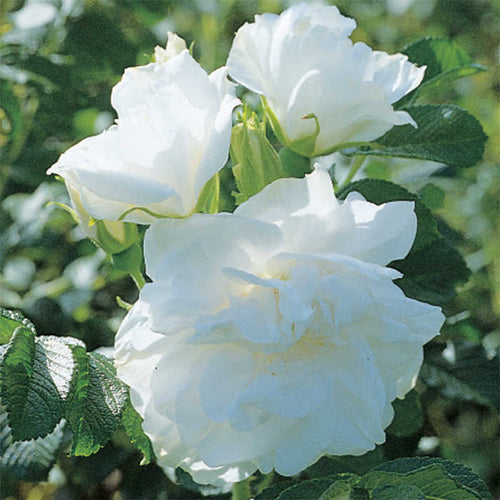 Blanc Double De Coubert Hybrid Tea Rose