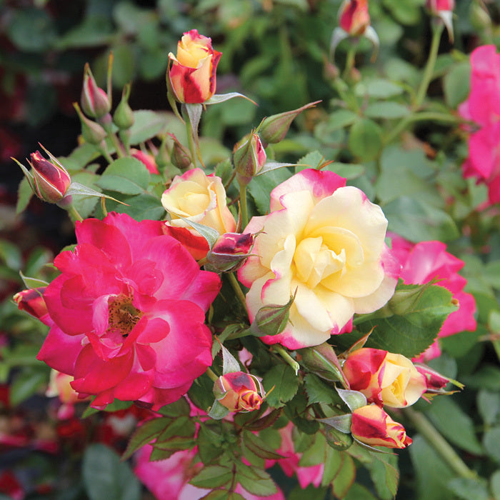  Campfire Shrub Rose