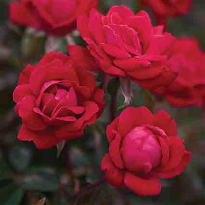  Double Knock Out&reg; Rose