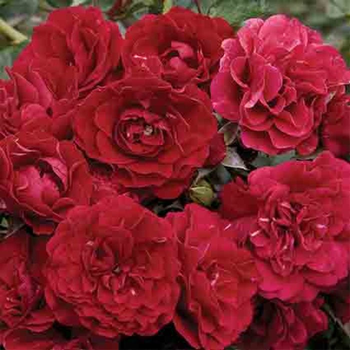  Fire Meidiland&reg; Groundcover Rose