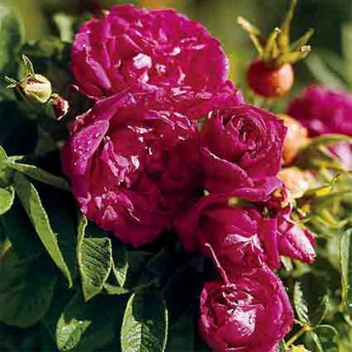  Hansa Rugosa Shrub Rose