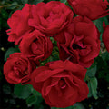  Hope For Humanity Shrub Rose