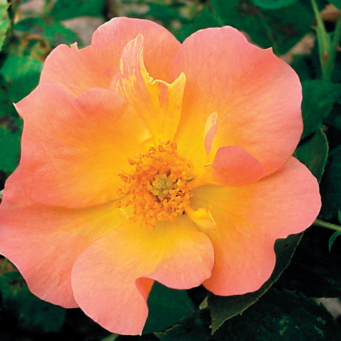  Morden Sunrise Shrub Rose