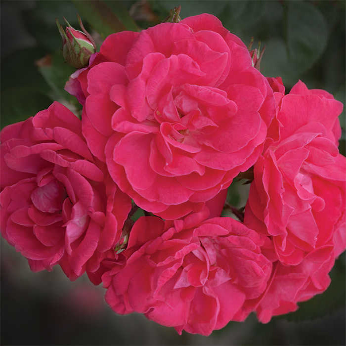  Party Hardy&trade; Shrub Rose