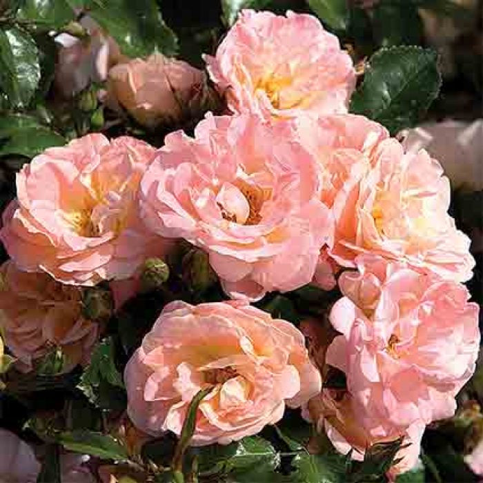  Peach Drift&reg; Groundcover Rose