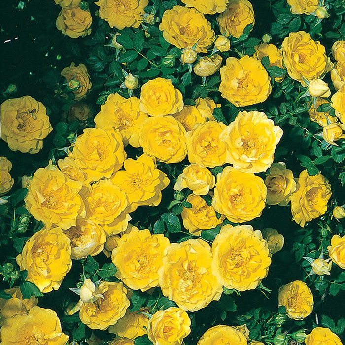  Persian Yellow Shrub Rose