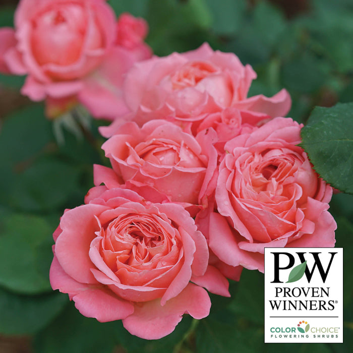  Reminiscent&trade; Coral Shrub Rose