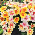  Ringo&trade; Shrub Rose
