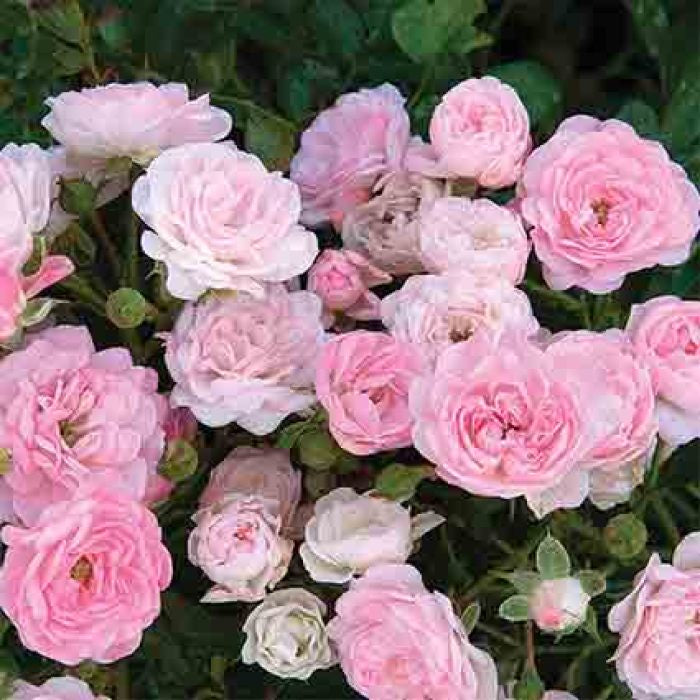  The Fairy Shrub Rose