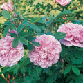  Therese Bugnet Rugosa Shrub Rose