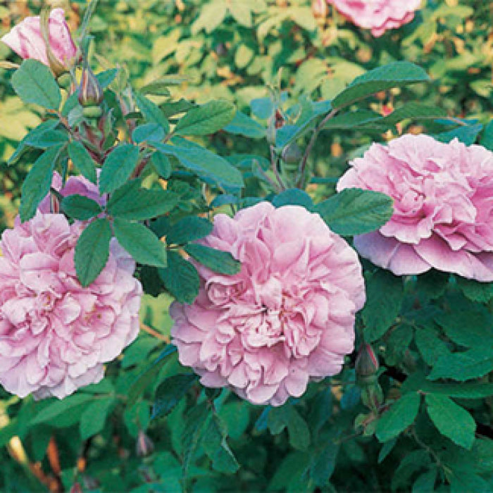  Therese Bugnet Rugosa Shrub Rose