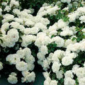  White Meidiland&reg; Groundcover Rose